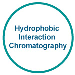 Hydrophobic Interaction Chromatography